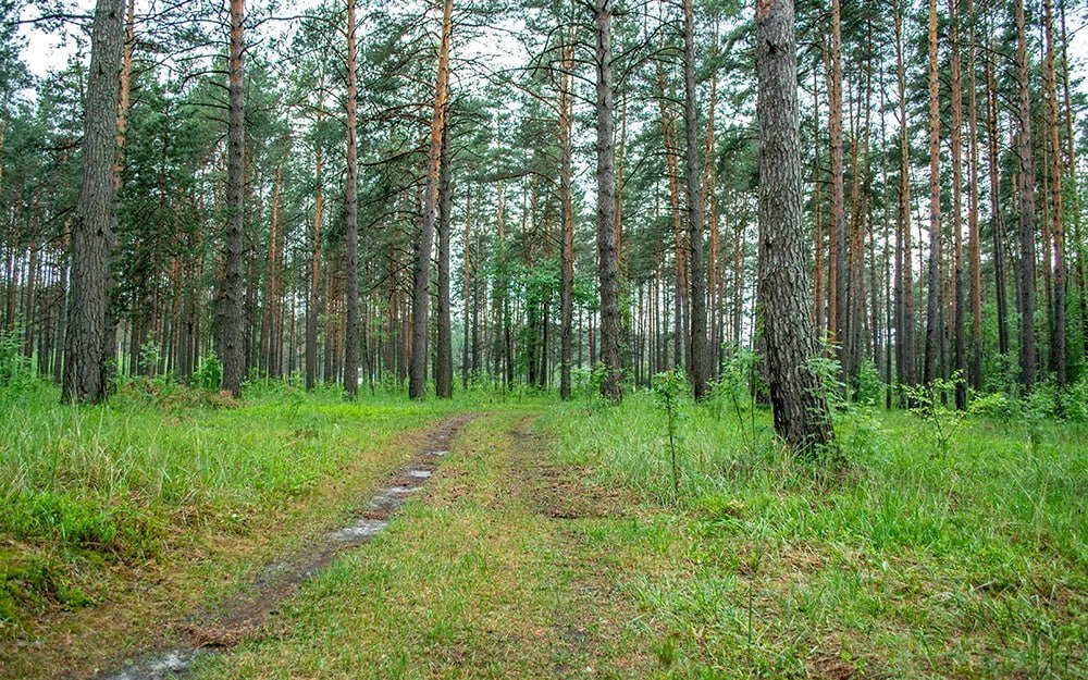 На границе Брянской области введен режим повышенной готовности