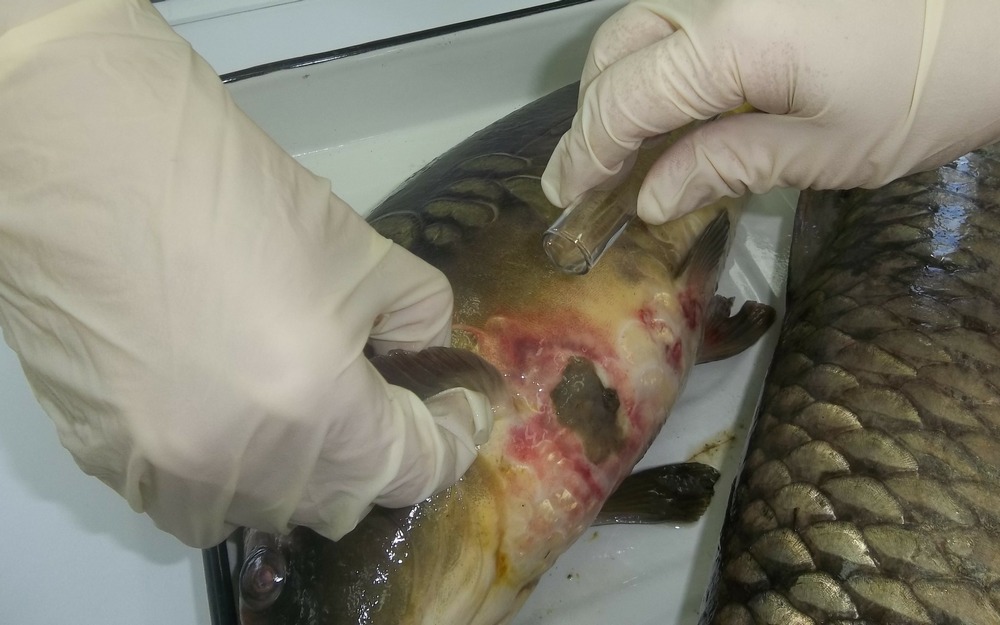 Брянская испытательная лаборатория ФГБУ «ВНИИЗЖ»: Аэромоноз (краснуха) у рыб