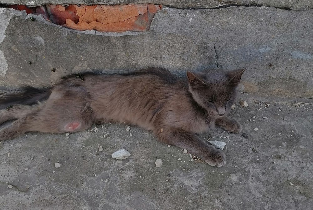 Жителей Клинцов поссорила подброшенная к ветлечебнице кошка