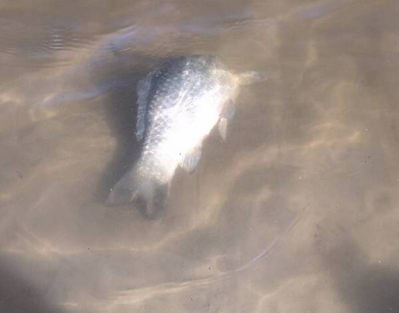 В Мглине зафиксирована массовая гибель рыбы в озере