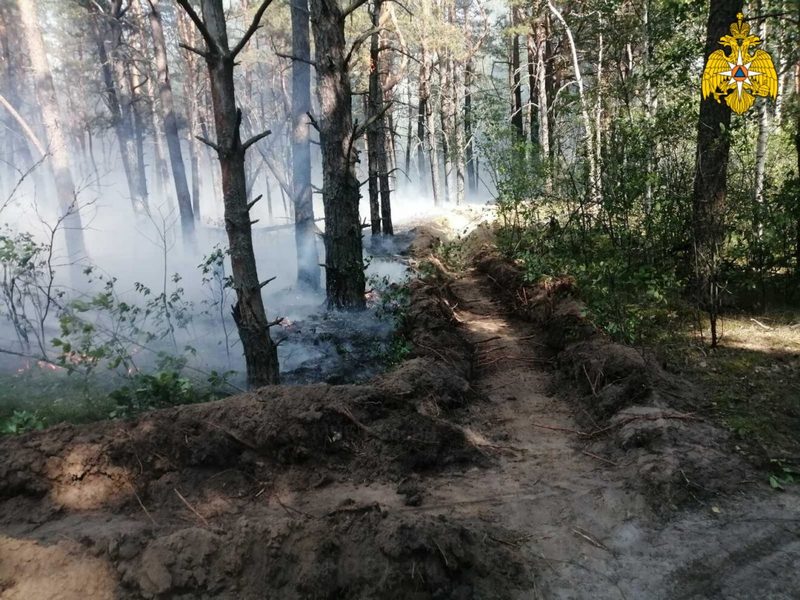 В Новозыбковском районе за 4 часа потушили лесной пожар