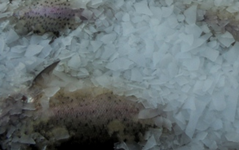 Эксперт Брянского филиала ФГБУ «ВНИИЗЖ» рассказывает как выбрать замороженную рыбу