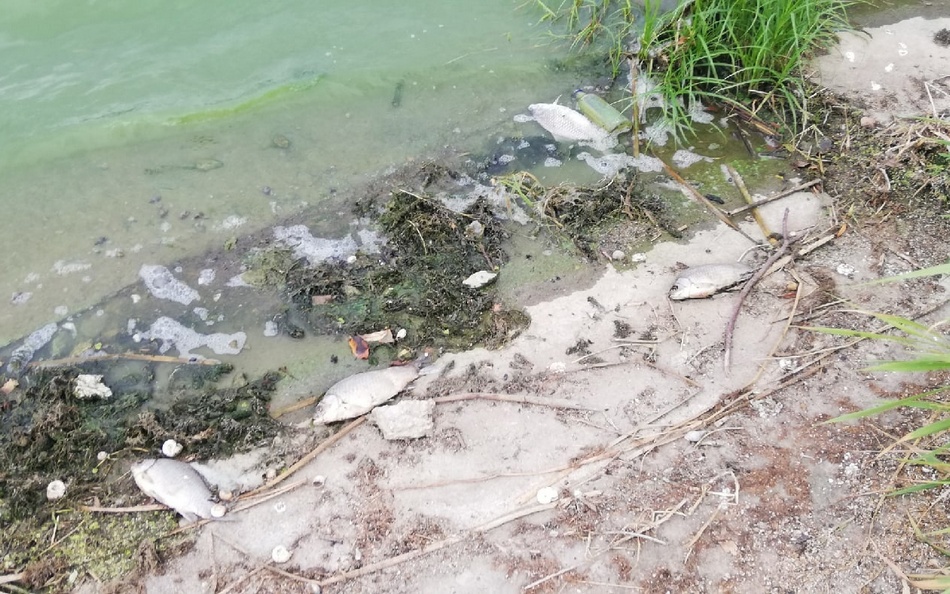 В соцсетях сообщили о массовой гибели рыбы в озере под Климовом