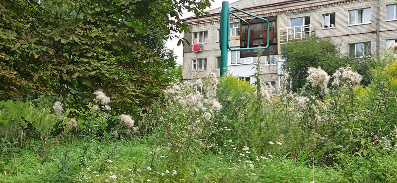 В Брянске на улице Октябрьской двор зарос травой