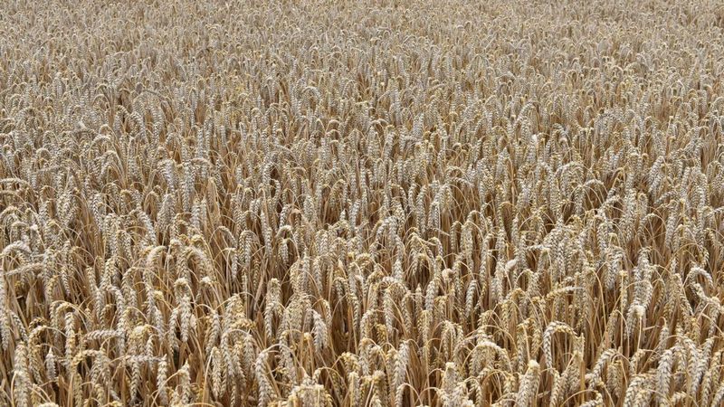 Брянские аграрии завершают уборку зерновых культур