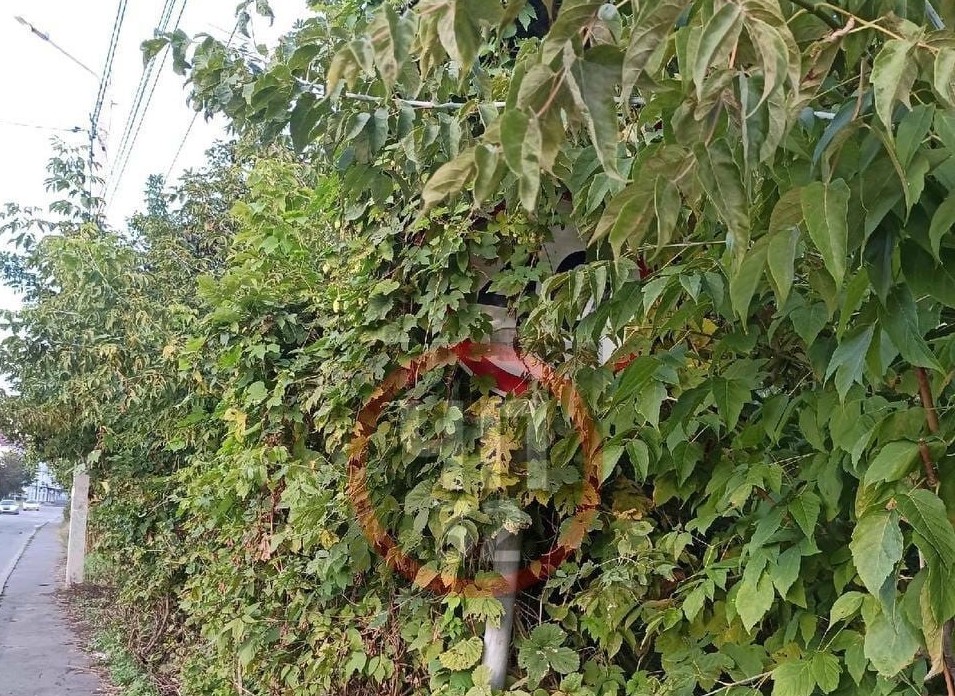 В Брянске на Малыгина дорожный знак спрятался в кустах