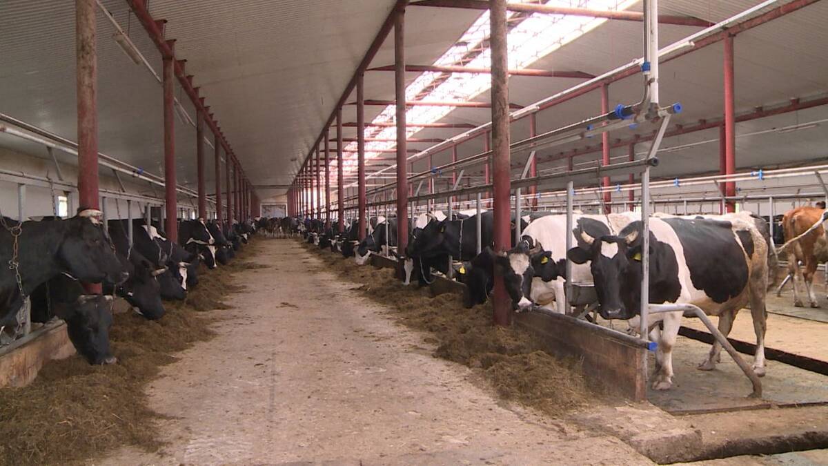 Число рогатого скота увеличилось в Брянской области в 2 раза