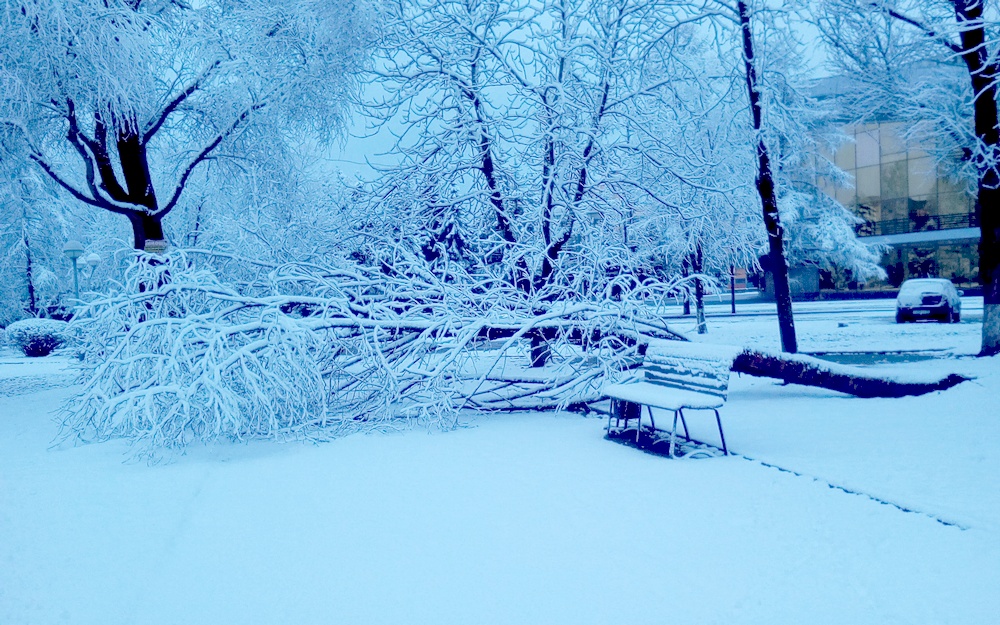 Жителей Брянской области предупредили об ураганном ветре и ливнях 12 декабря