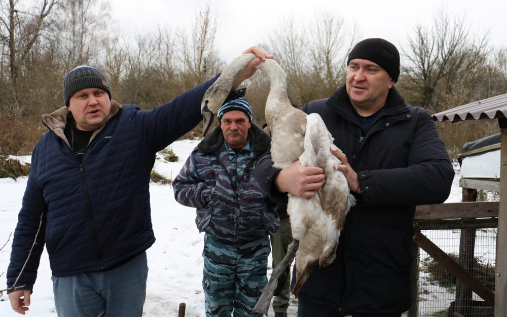 Жители стародубского села спасли от гибели замерзавшего раненого лебедя