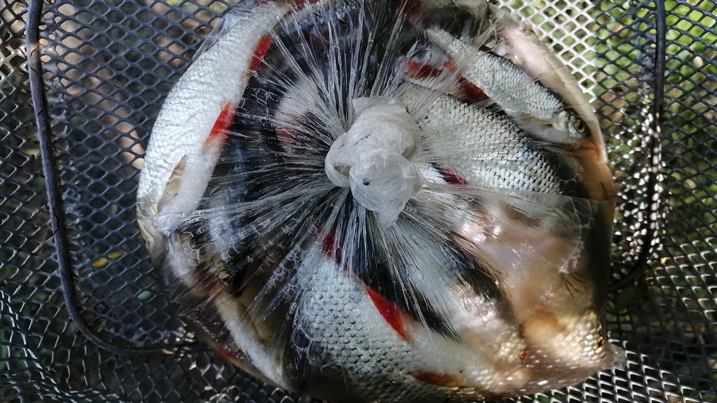В Брянске выявили рыбу, полную возбудителей паразитарных заболеваний