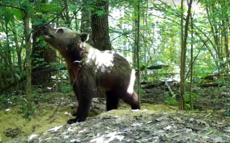 В заповеднике «Брянский лес» насчитали 25 медведей