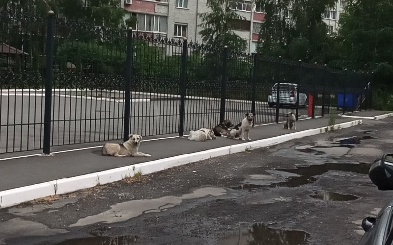 В Брянске свирепая собака покусала двух пожилых дачниц