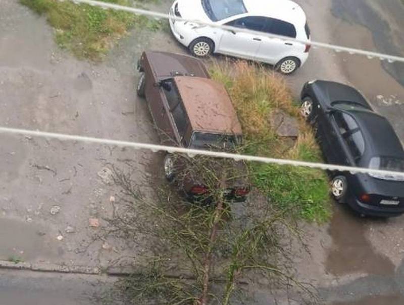 В Брянской области в Фокино дерево рухнуло на припаркованную машину