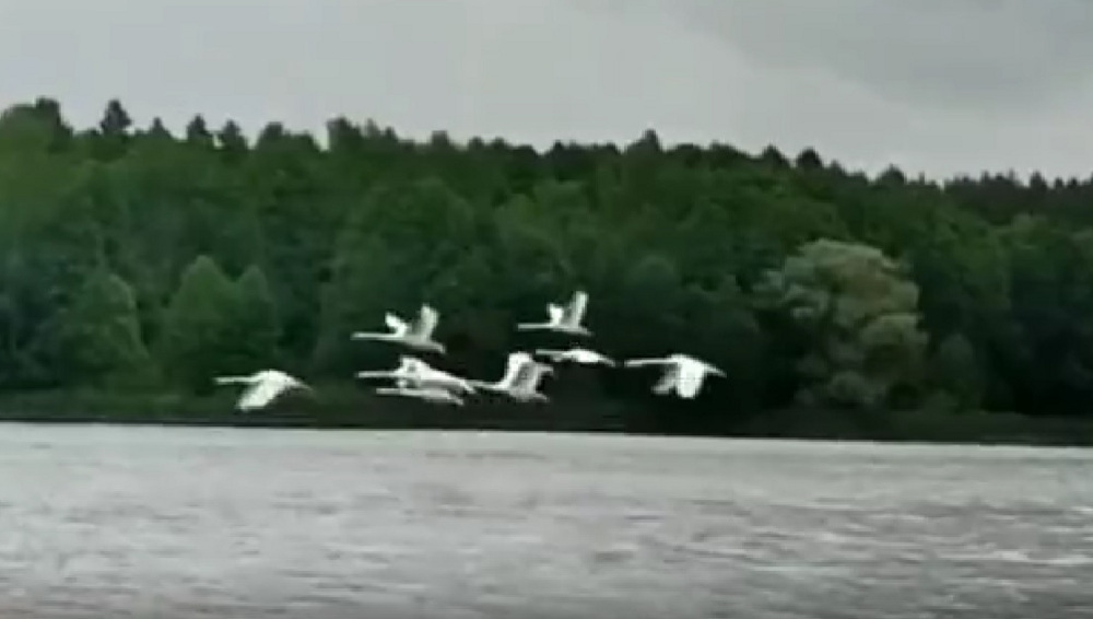 В Белых Берегах засняли на видео стаю лебедей на озере