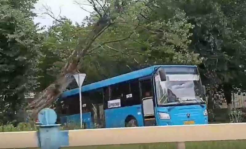 В Брянске на Новостройке массивное дерево упало на автобус