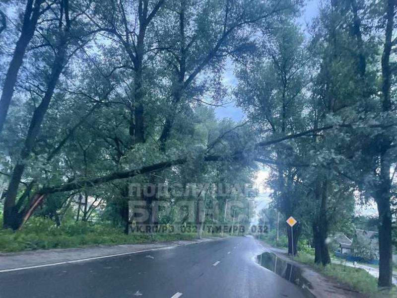 В Брянске в поселке Радица-Крыловка над дорогой нависло сломанное дерево