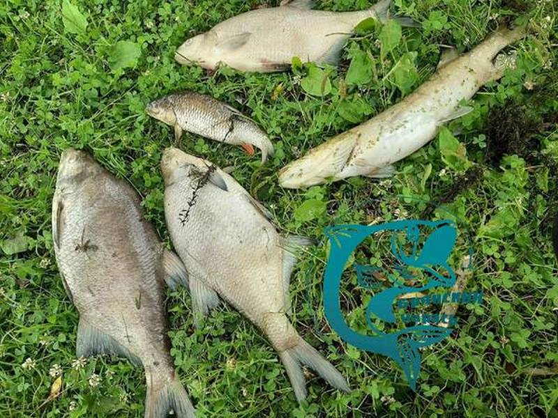 Брянцы сообщили о гибели рыбы на реке Сев