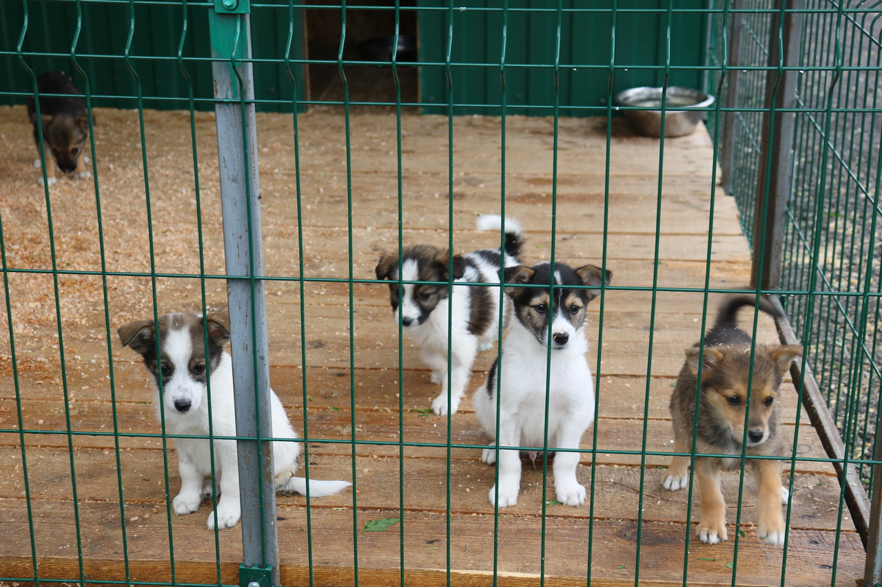 Более 100 собак из брянского приюта обрели хозяев