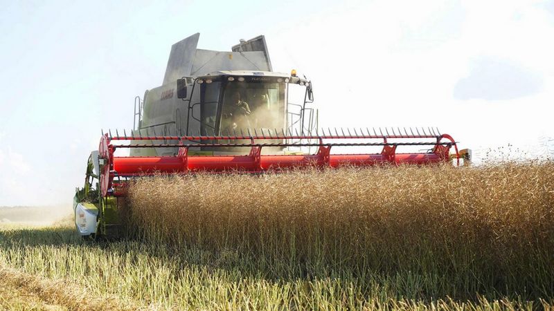 Брянские аграрии приступают к уборке зерновых в 15 районах области