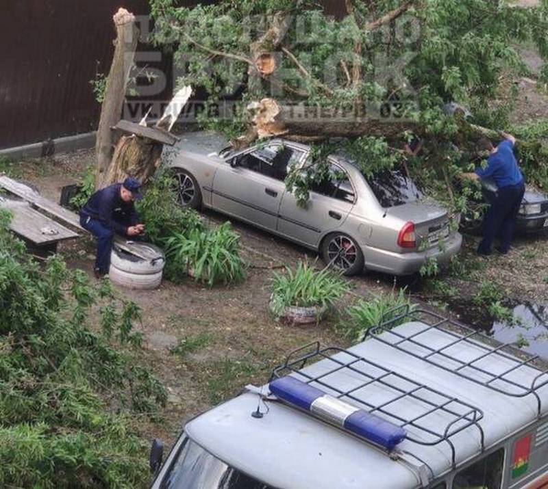 В Брянске дерево упало на припаркованную машину у железнодорожного колледжа