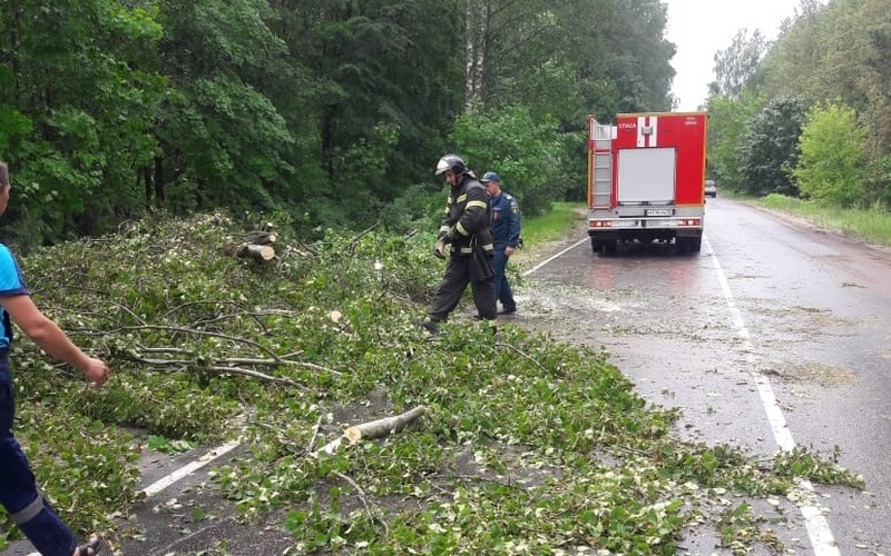 В Новозыбкове ураган повалил деревья и оставил горожан без света