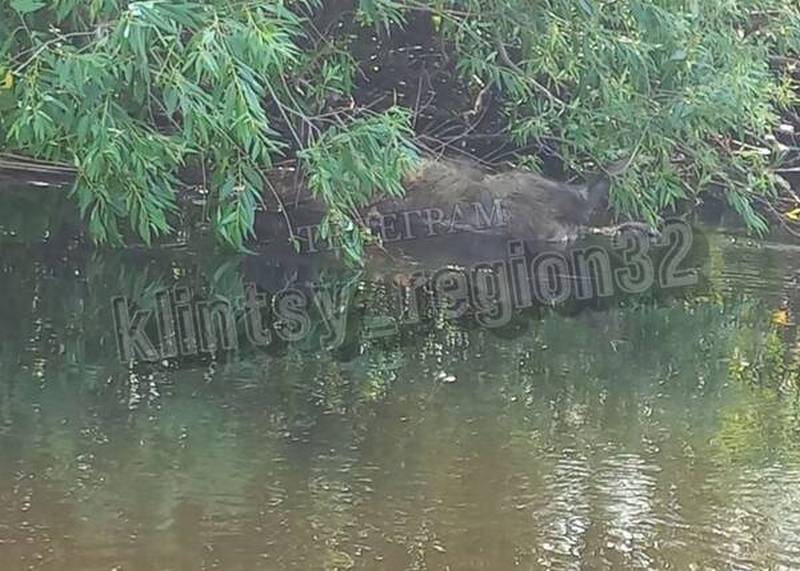 На реке Ипуть в Клинцовском районе местные жители нашли тушу погибшего кабана