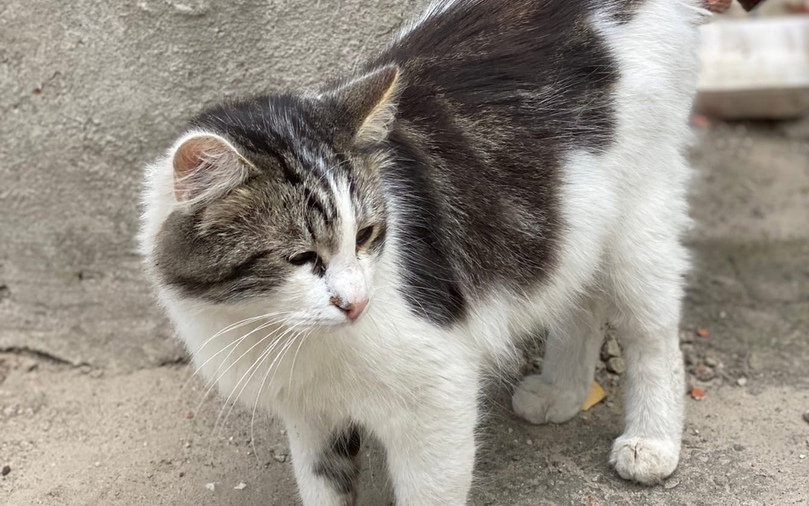 Жители Трубчевска пристыдили выкинувшую больного кота семью