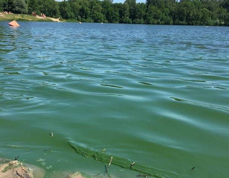 Мутное озеро в Фокинском районе Брянска превратилось в зеленый водоем