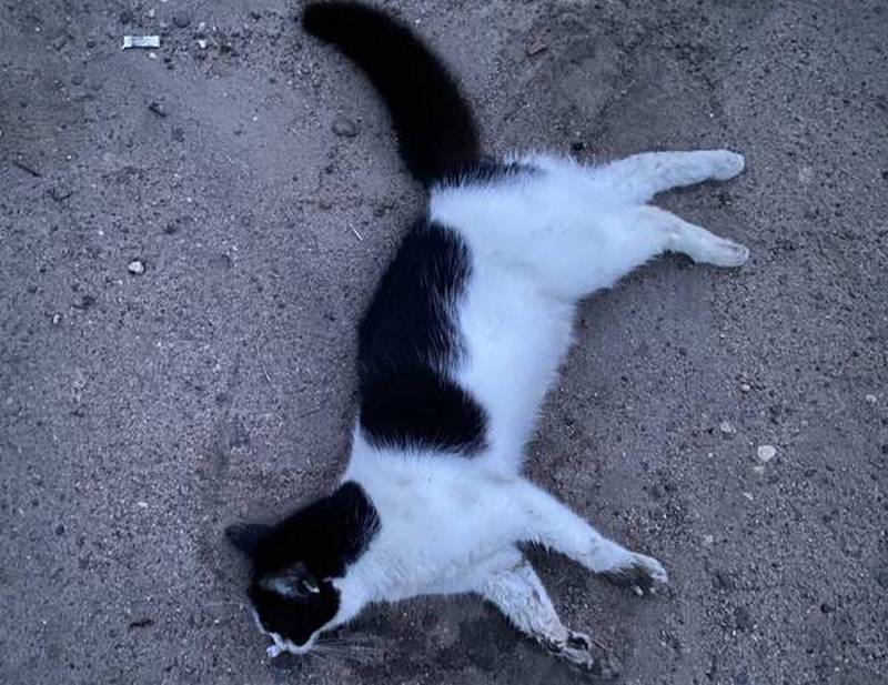 В Новозыбкове местный живодер массово отравил котов
