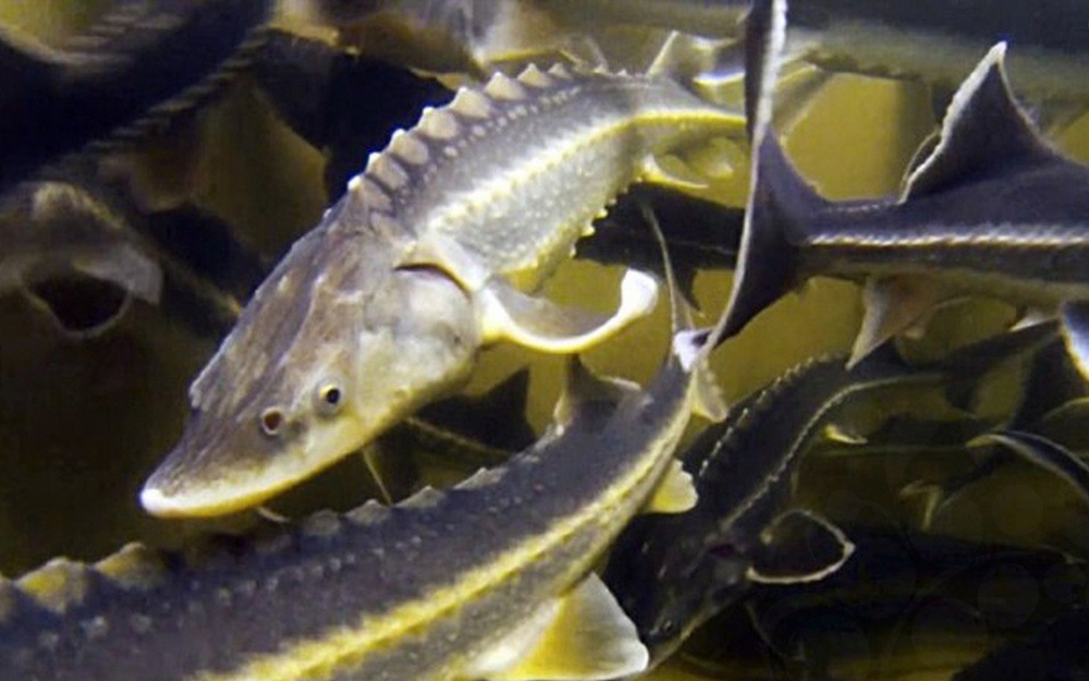 В Брянской области стали разводить осетровую рыбу
