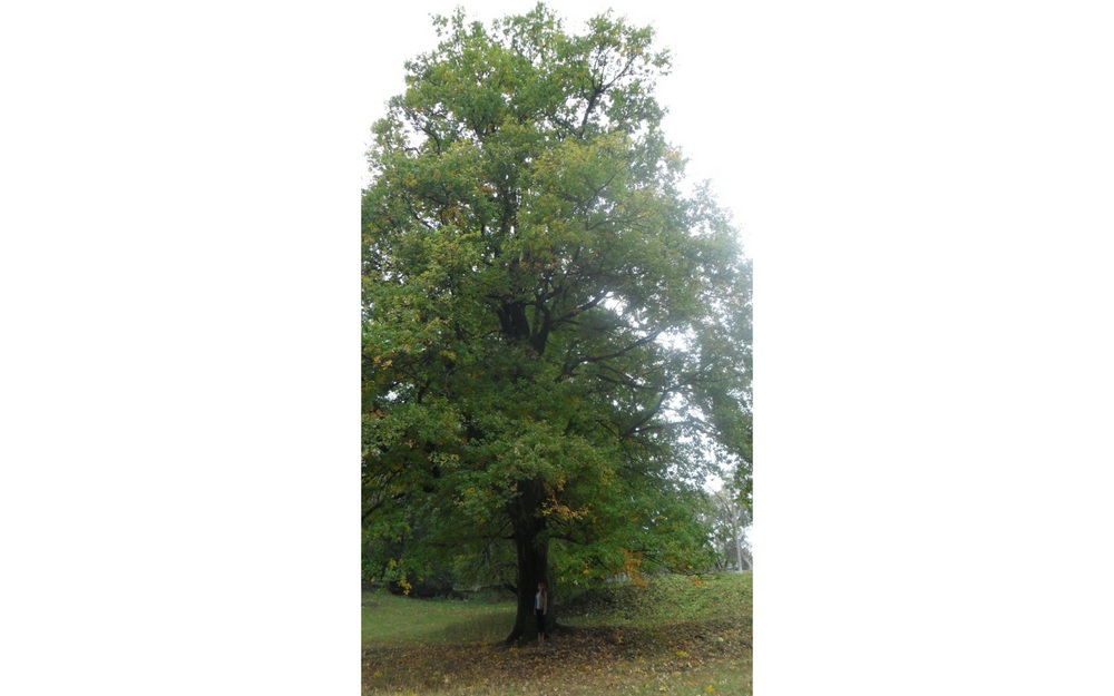 150-летний брянский дуб претендует на победу в конкурсе «Российское дерево года»