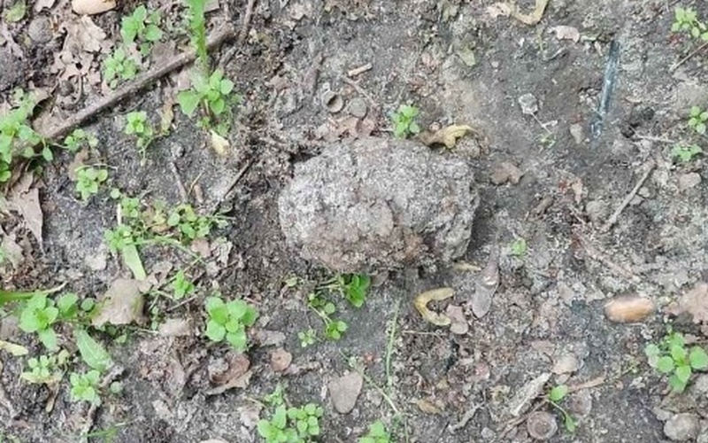 В Брянске в парке Бежицкого района обнаружили гранату Ф-1