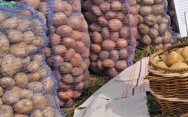 Молодой брянский картофель стали продавать по 400 рублей за килограмм