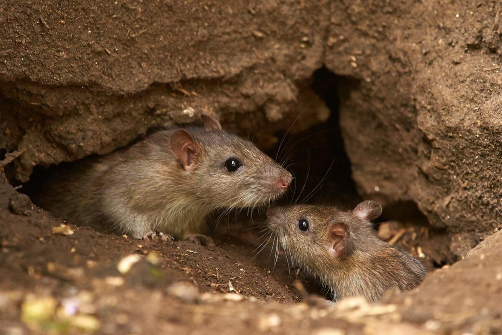 Брянцам посоветовали активней тормошить «управляшки» для устранения крыс из подвалов