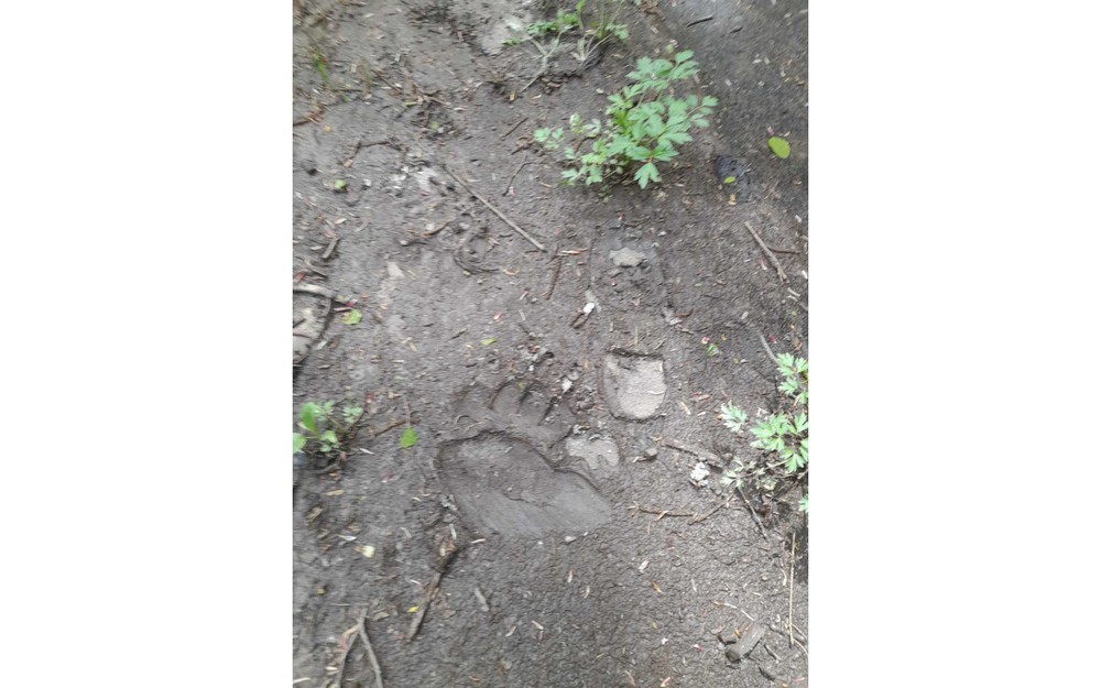 Житель Дятькова заметил у реки Болвы следы медведя