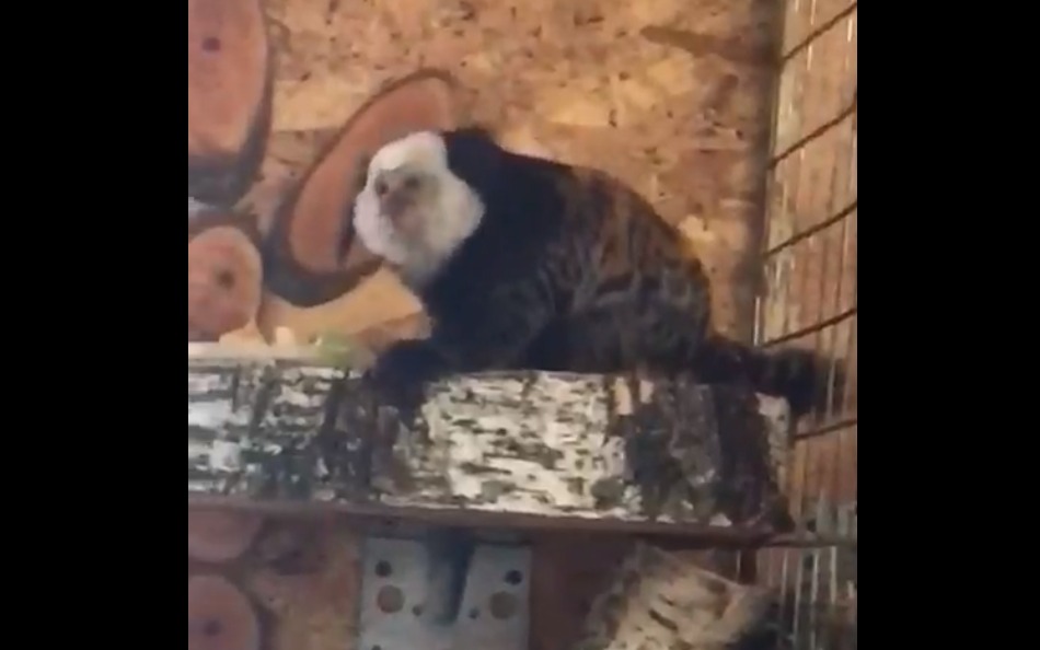 В брянский зоопарк приехала пара маленьких обезьян Жоффруа