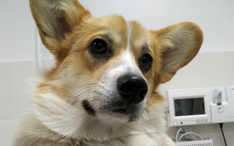 В Брянской ветеринарной клиники ФГБУ ЦНМВЛ рассказали о правильном питании собаки после стерилизации