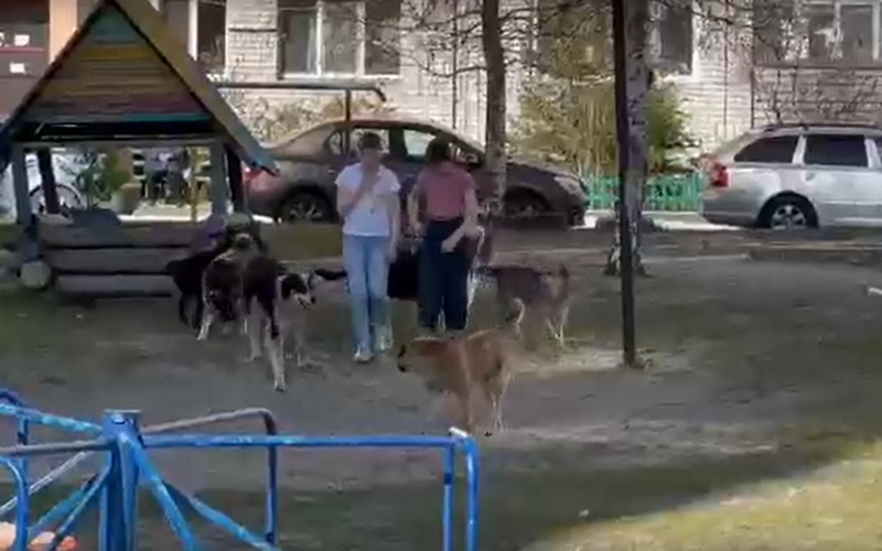 В Брянске дети приручили стаю бездомных собак