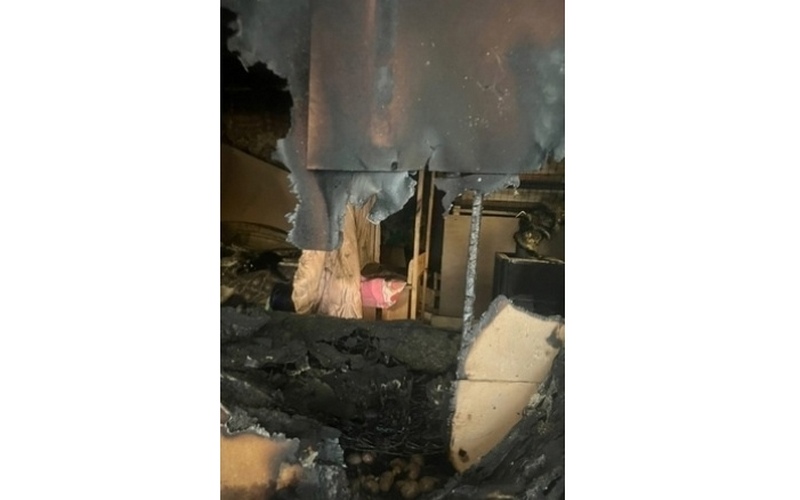 Более 50 кошек и собак заживо сгорели в приюте под Брянском