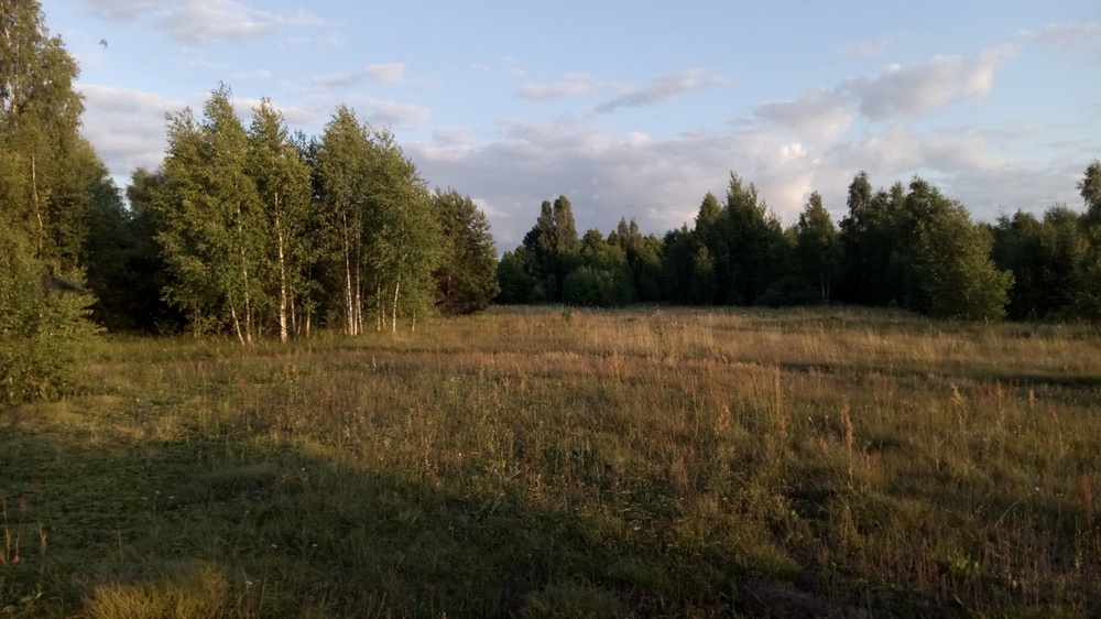 В Брянской области лесовосстановительные работы проведут на площади 3 000 гектаров