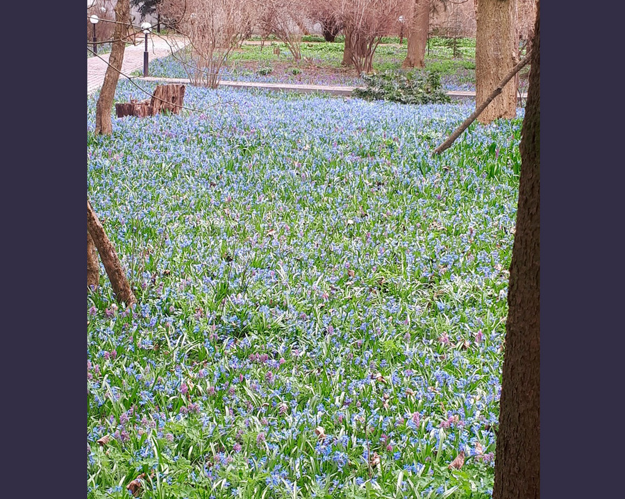 В первой половине мая в брянском ботаническом саду стартует сезон экскурсий