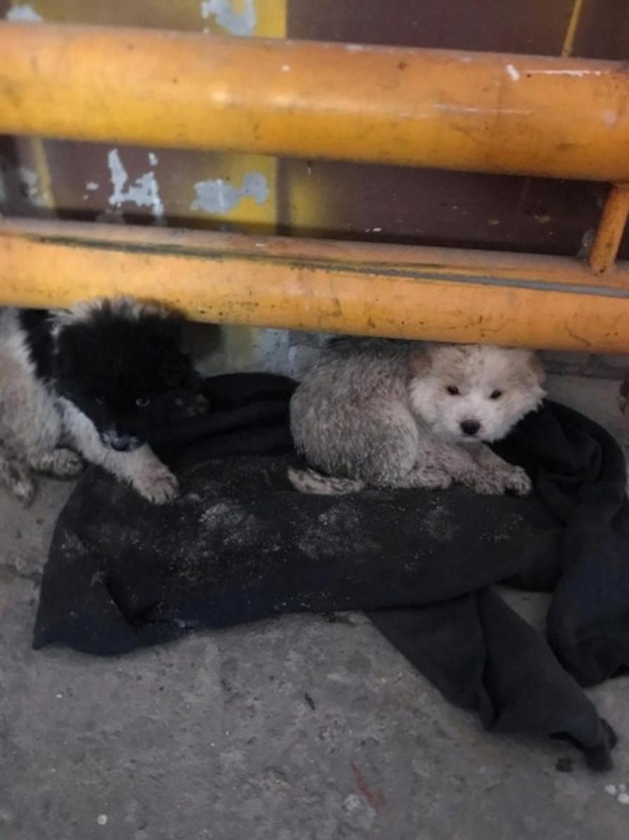 В брянском аэропорту нашли подброшенных щенков