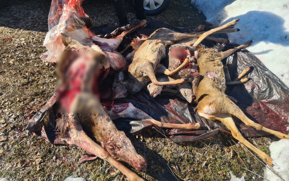 Брянцев арестовали за убийство пяти косуль и беременной самки оленя