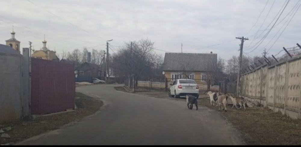 В Выгоничах местных жителей снова терроризирует стадо коз