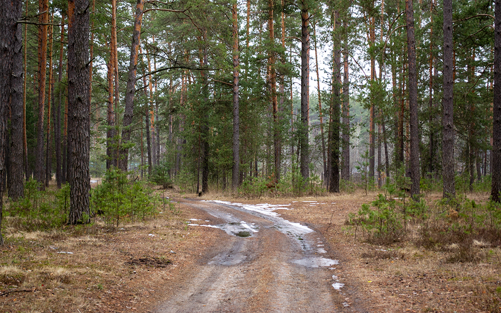 Более 500 000 гектаров лесов Брянской области вошло в федеральный план лесоустройства