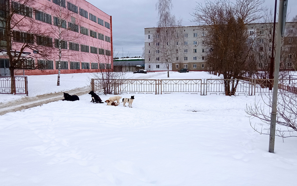 Стаю бездомных собак заметили в Брянске на улице Уральской