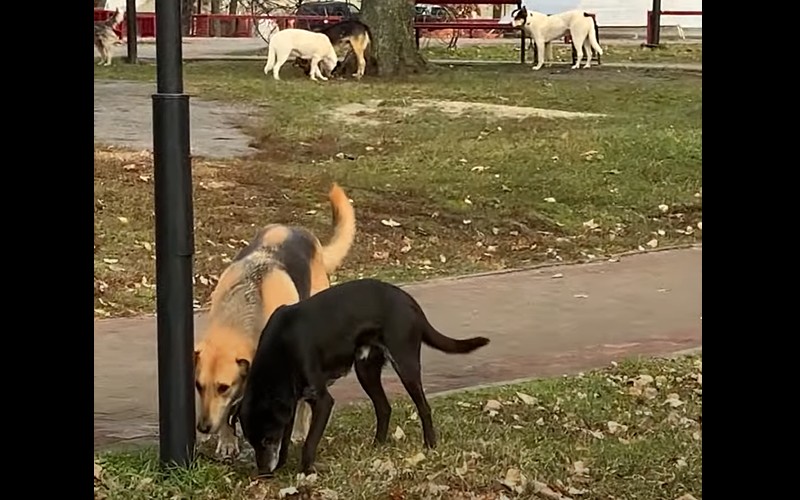 С начала года в Карачеве изловили всего 8 бродячих собак