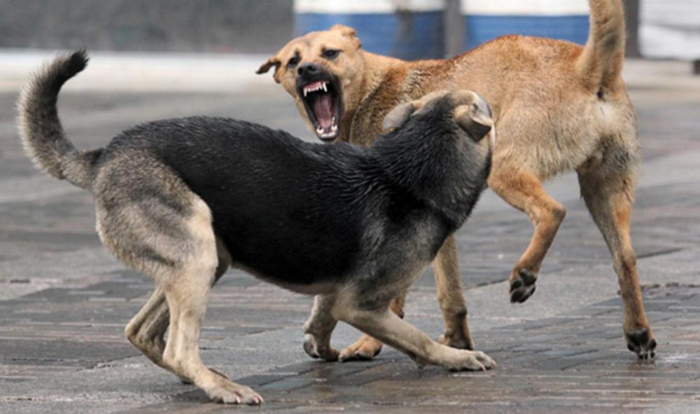 Жители Бежицкого района Брянска жалуются на бродячих собак