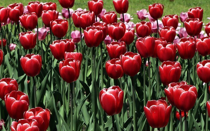 В Брянске 3 марта заработают цветочные ярмарки