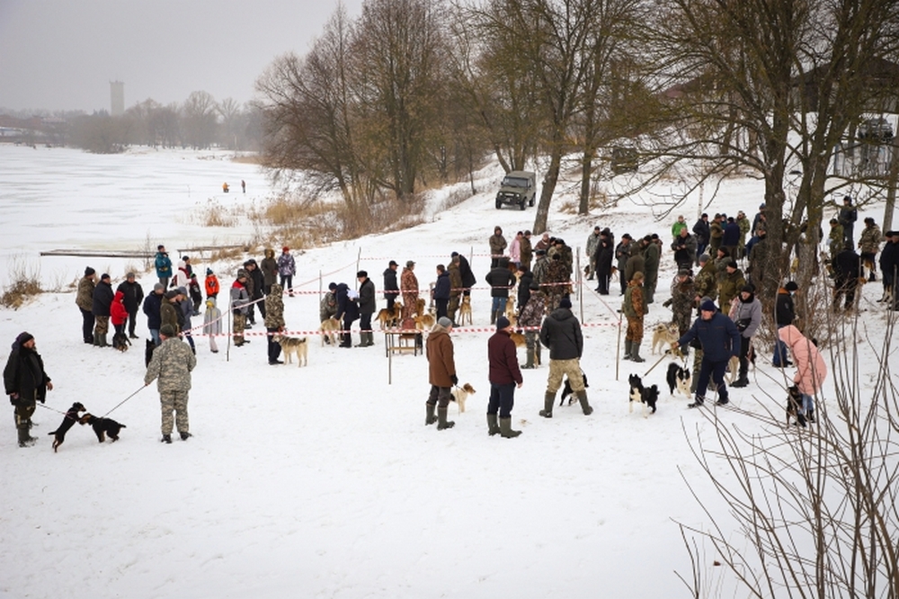 В Клинцах состоится выставка охотничьих собак